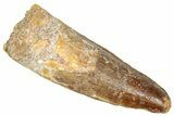 Fossil Spinosaurus Tooth - Real Dinosaur Tooth #357821-1